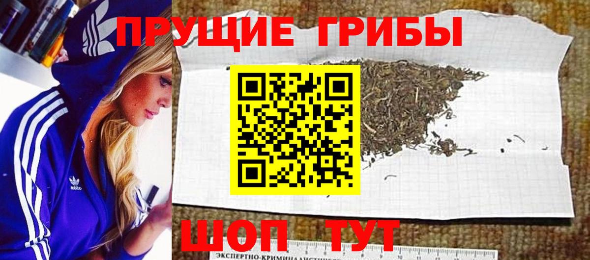 Галлюциногенные грибы Psilocybe Клинцы