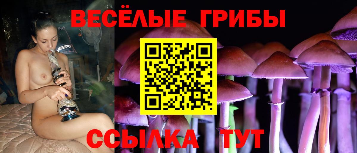 Псилоцибиновые грибы Psilocybe  Вход с VPN  Клинцы 
